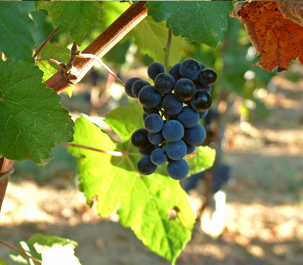 Petit Verdot